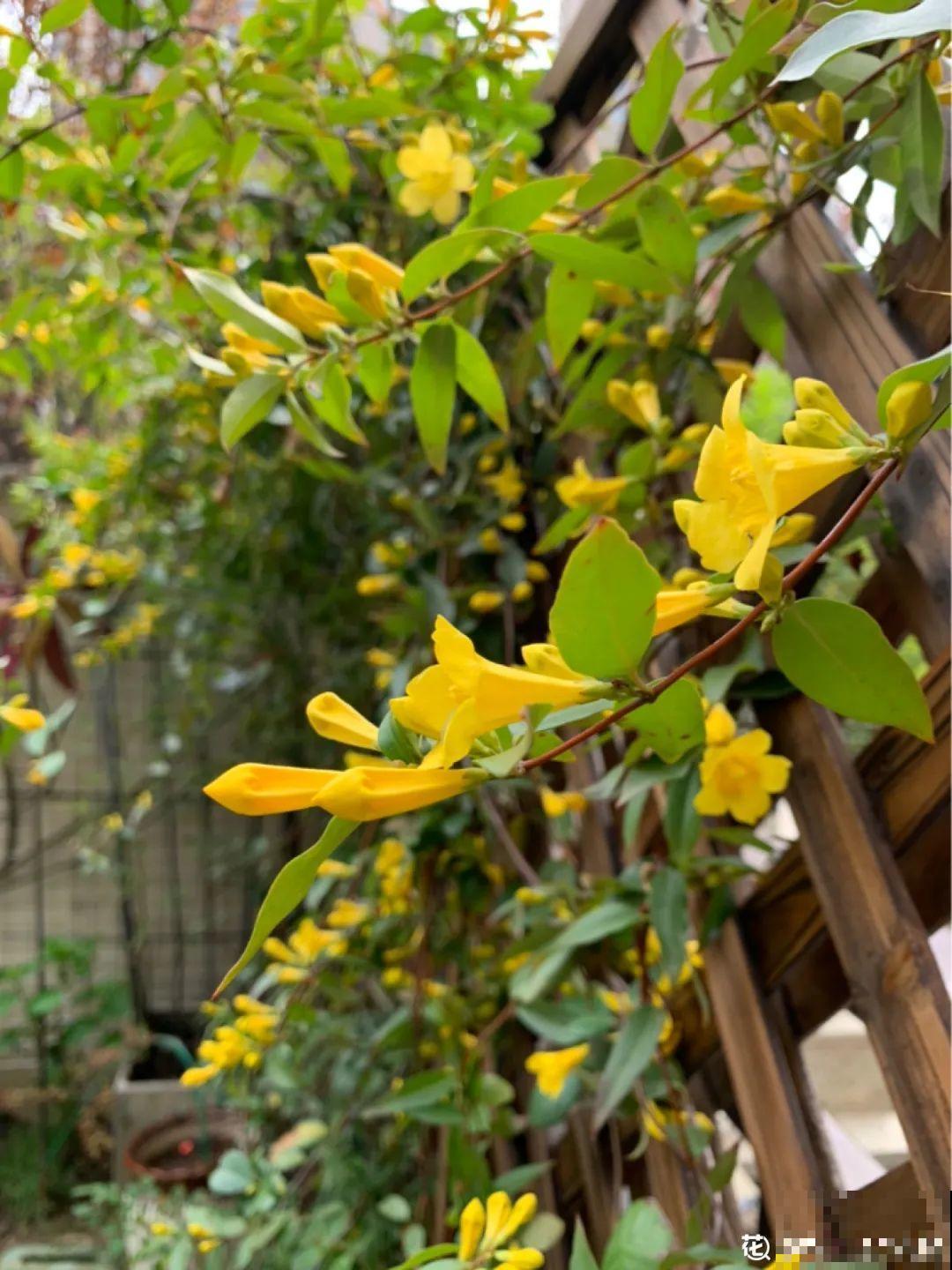 花量巨大的法国香水,被称作开花界“航空母舰”,花期能有大半年 花量巨大的法国香水,被称作开花界“航空母舰”,花期能有大半年