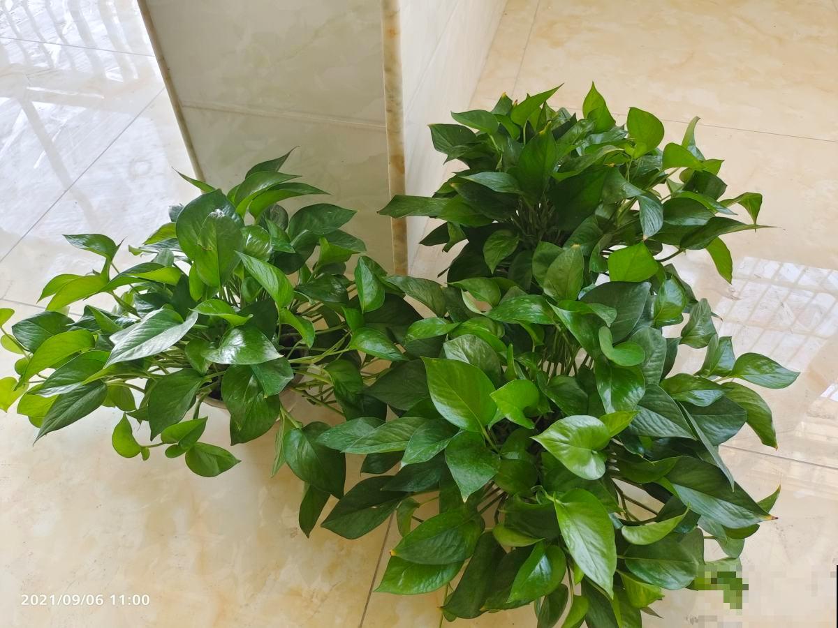 家里摆放绿萝,千万别放这2个地方,一放就黄叶赶快拿走 家里摆放绿萝,千万别放这2个地方,一放就黄叶赶快拿走