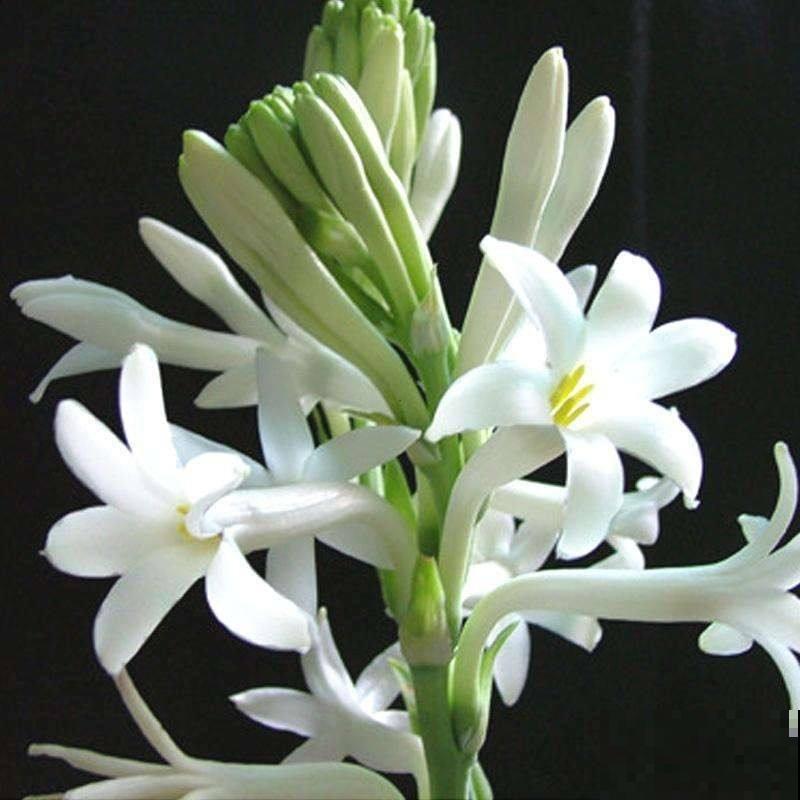 10种带“毒”花,家里有小孩要小心,千万别吃,容易中毒 10种带“毒”花,家里有小孩要小心,千万别吃,容易中毒