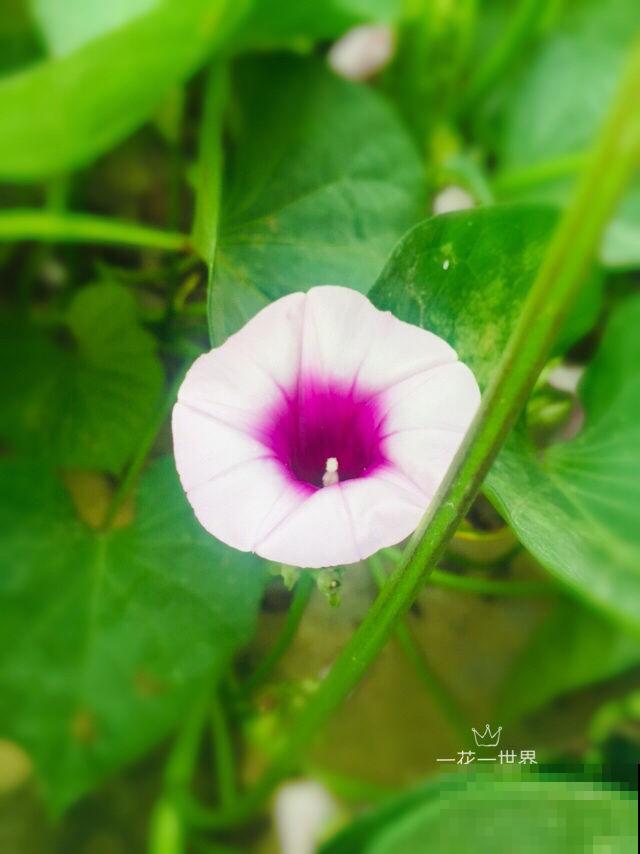 5种花真是被名字耽误了，明明开花美翻天，却“不受人待见”