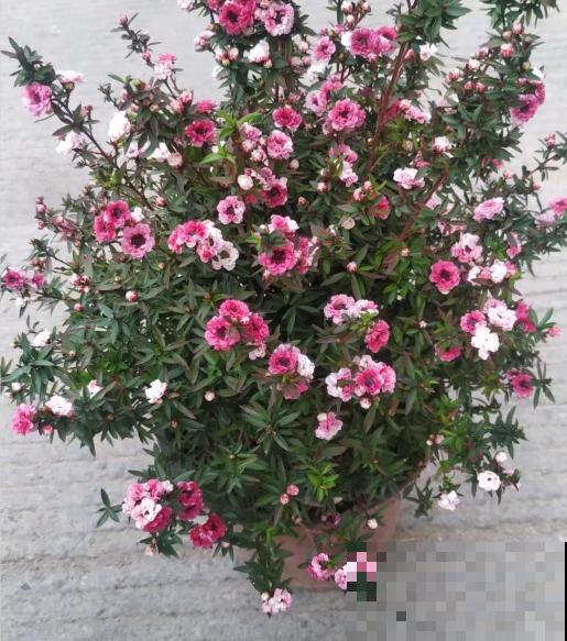 一种花像“松”又像“梅”，花色三变，易爆盆，开花持续小半年！