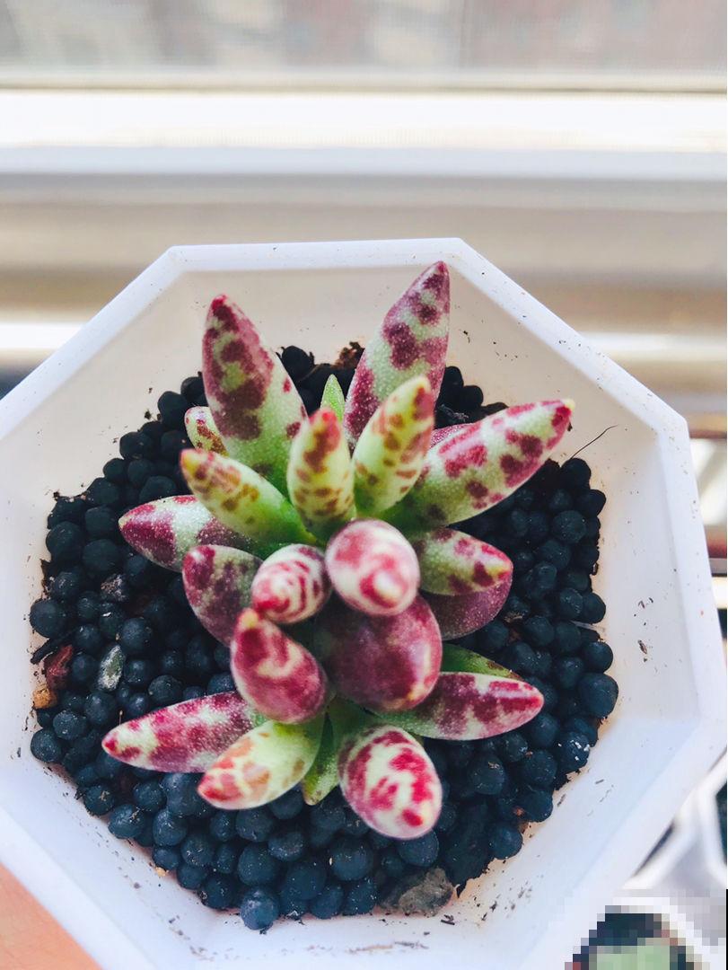 家里养的“肉墩子”,掐个叶子就能活,1盆能变10多盆 家里养的“肉墩子”,掐个叶子就能活,1盆能变10多盆