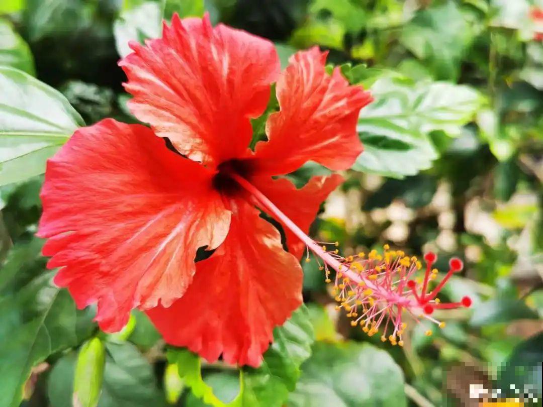 4组花长得太像,实在太容易认错,你能认出几个? 4组花长得太像,实在太容易认错,你能认出几个?