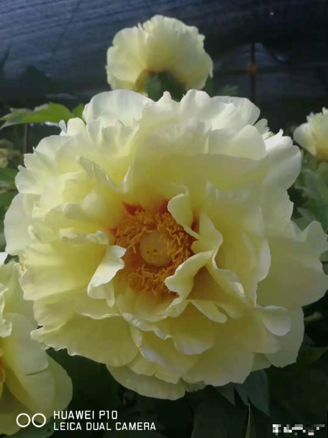 家里养8种“守家树”，红红火火特别旺运，镇宅好福气