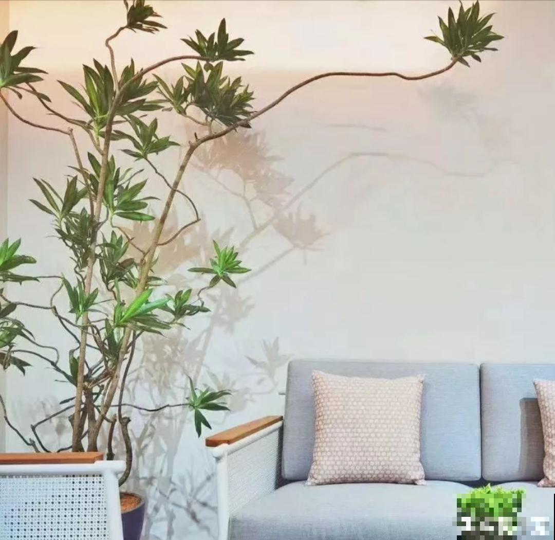 1种花俗称“摇钱树”，满盆长满小元宝，大吉大利，好看吉祥！