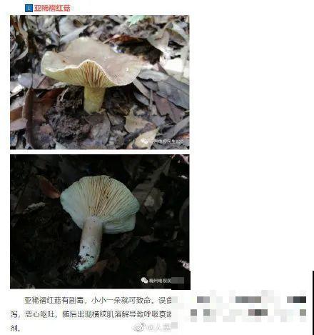 路上看见银杏果,不要捡,小心有毒! 路上看见银杏果,不要捡,小心有毒!