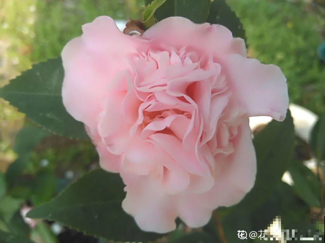 冬天常见的茶花，6个“毛病”经常犯，真难养