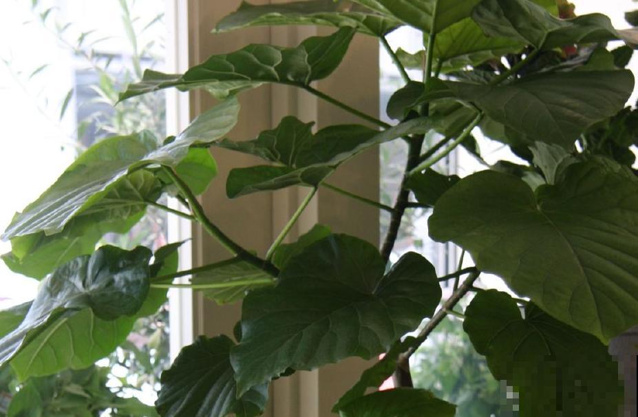 超级耐阴的花,养在北阳台也能爆盆,家里没光养护正合适 超级耐阴的花,养在北阳台也能爆盆,家里没光养护正合适