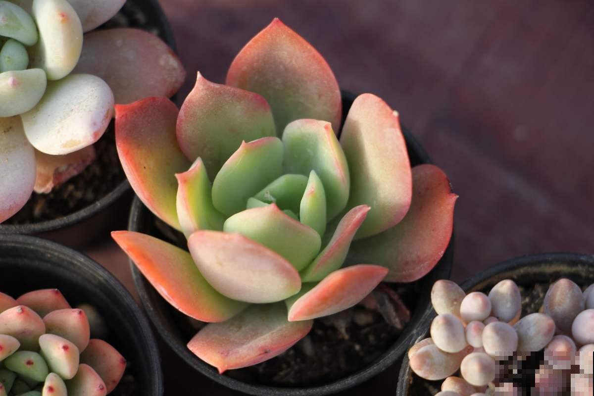 裸根多肉能活下来，并非“都是命”，上盆方法要学会