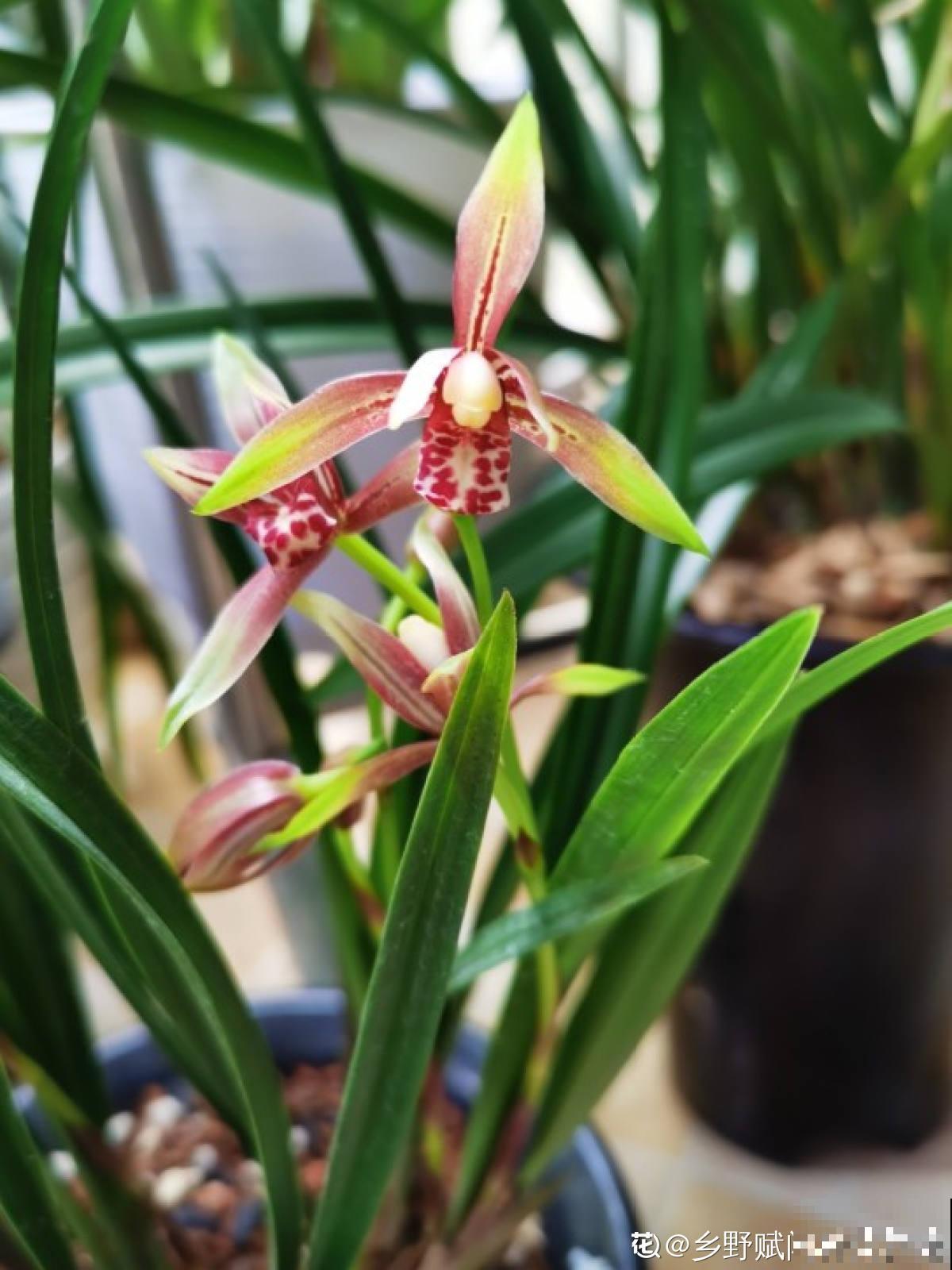 女人到了不同年龄段，代表的花也有变化，你觉得对吗