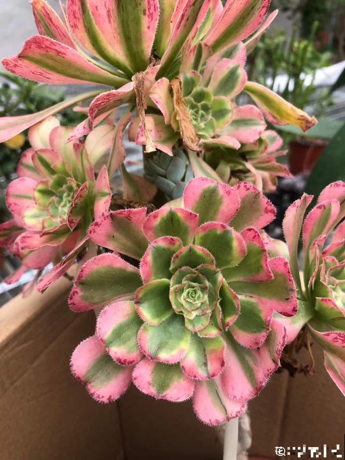 绿羊绒有股“臭袜子”味，养在家里很“头疼”，想赶紧丢掉