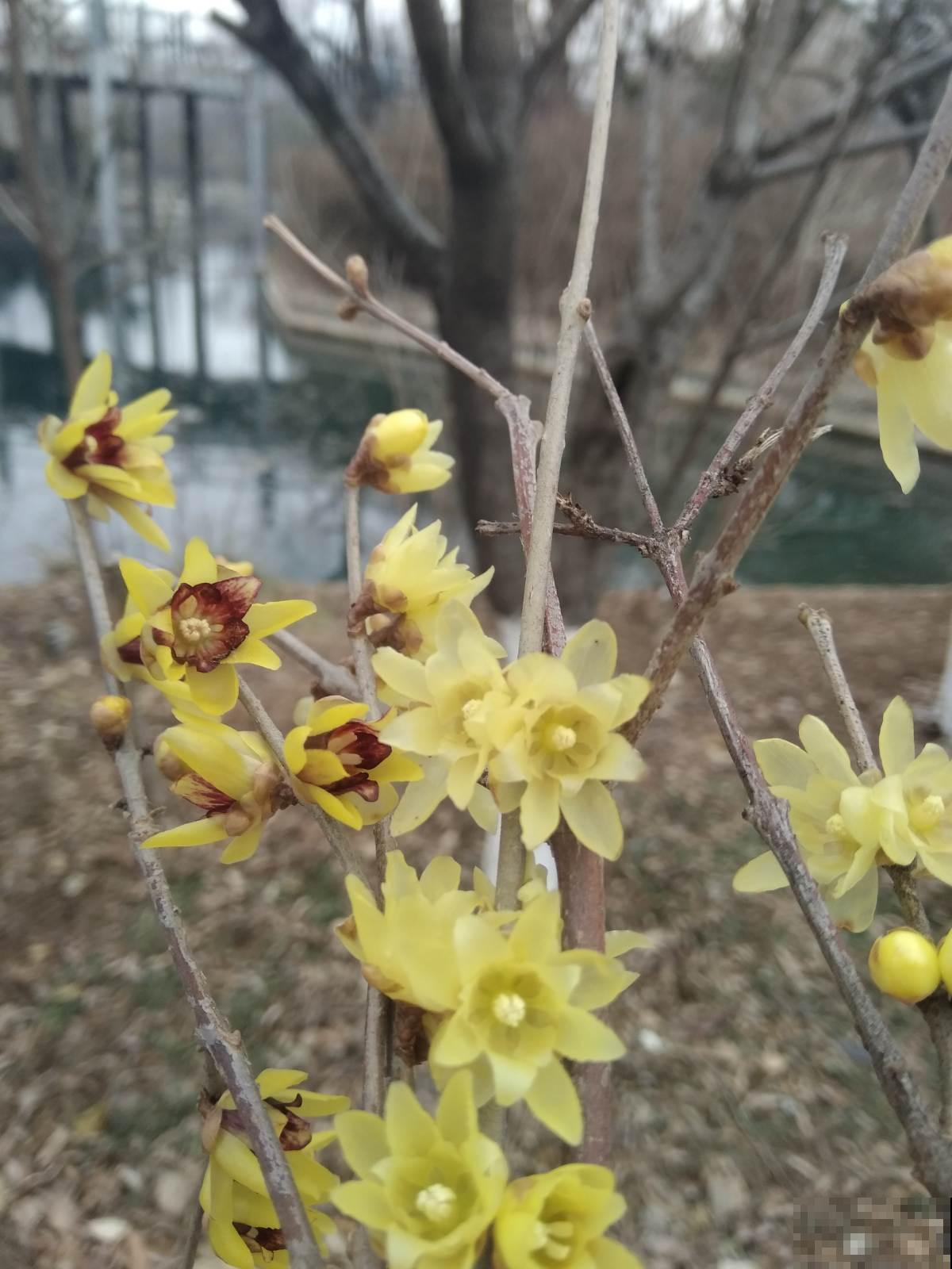 有气质的人都爱养的花,零下15度照样开花,花朵美艳动人 有气质的人都爱养的花,零下15度照样开花,花朵美艳动人