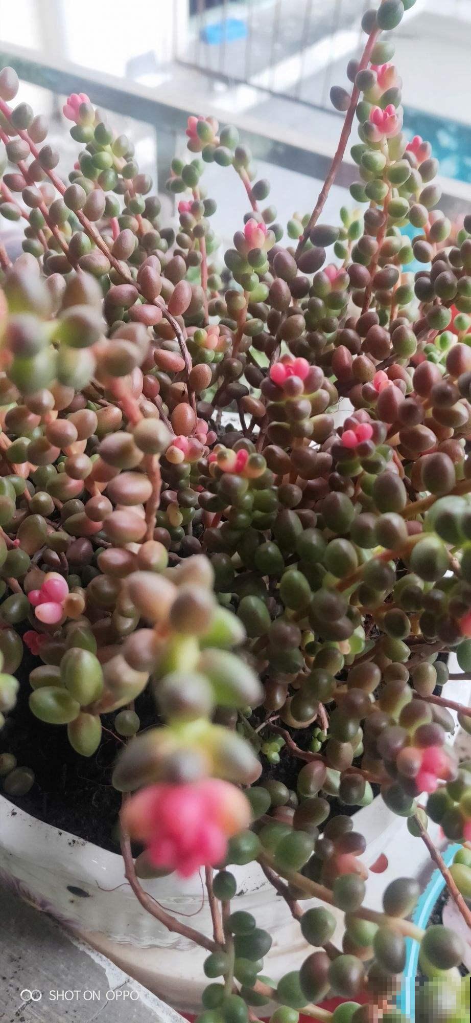 去她家里才知道，什么是多肉大户，有2盆原来这么爱爆盆