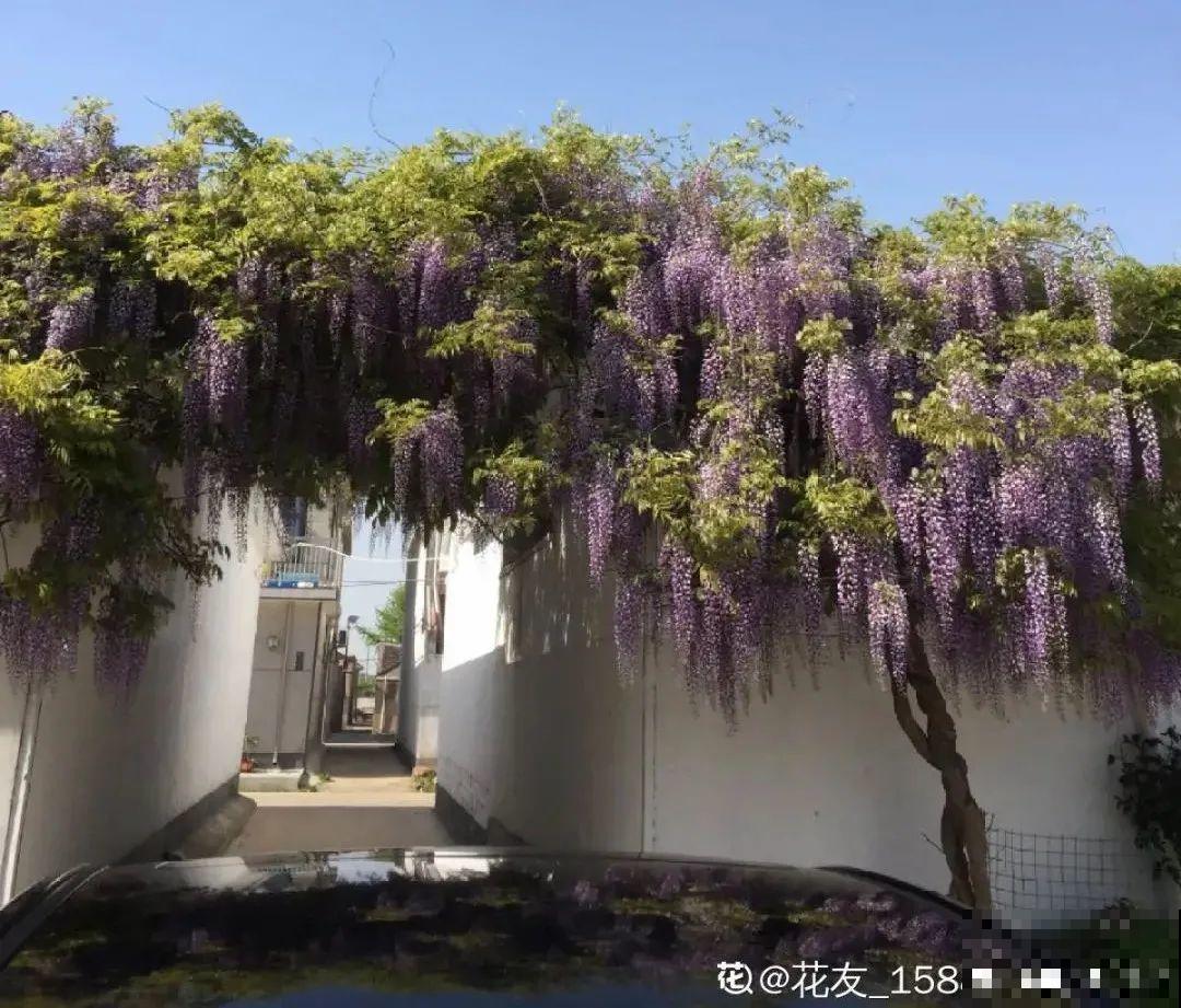 八种花养成老桩,有镇宅旺家好兆头,生机满满 八种花养成老桩,有镇宅旺家好兆头,生机满满