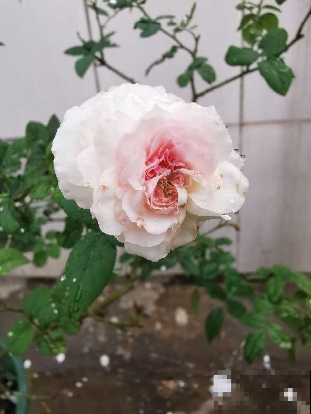 冬季给月季剪一刀,来年笋芽长更多,花苞呼呼冒 冬季给月季剪一刀,来年笋芽长更多,花苞呼呼冒