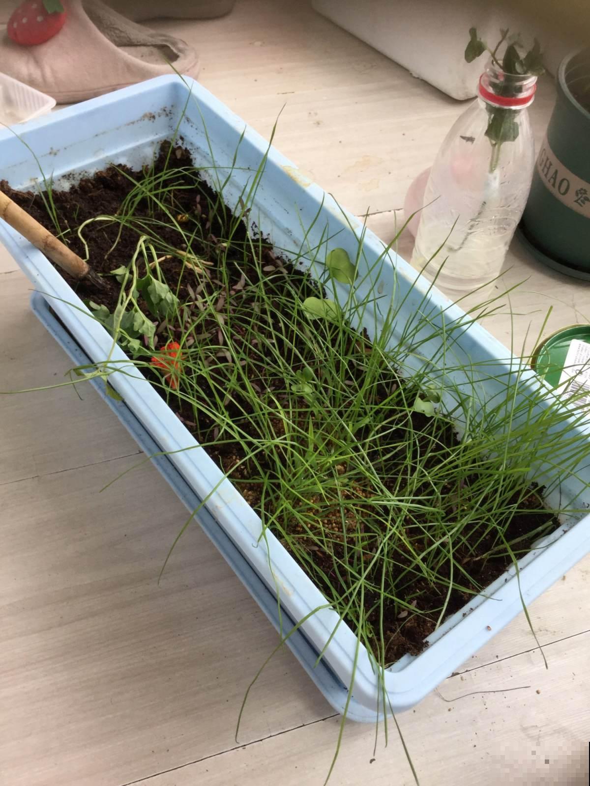 盆栽花卉最讨厌“杂草”,再不拔掉,养分都要被抢没了 盆栽花卉最讨厌“杂草”,再不拔掉,养分都要被抢没了