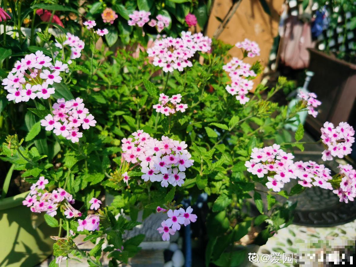 1种“美女花”，长在路边是野花，回家种就成了“开花机器”