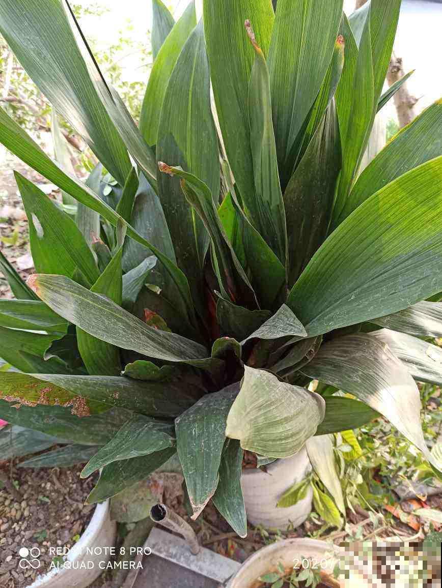 15种“阴性”花，家里没光适合养，光太强反而长不好