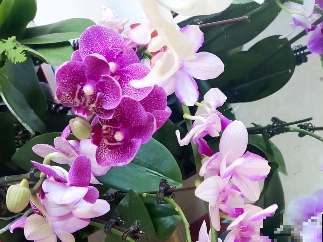 养花太勤快也是错？4种花浇水就得死，一定尽早收手