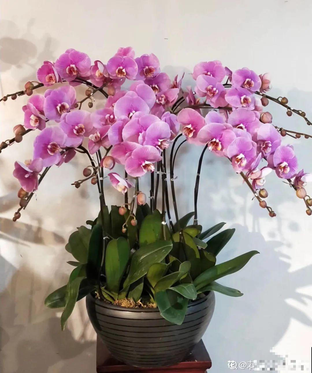 能开大半年的“蝴蝶花”,皮实耐阴好养活,养在家里喜庆热闹 能开大半年的“蝴蝶花”,皮实耐阴好养活,养在家里喜庆热闹