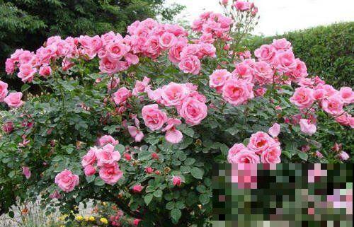 4种花选对扦插方法，3天就生根，冬天也能爆开花