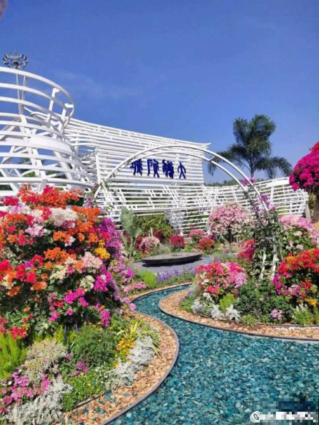 一盆菊花一万二，能开出七个颜色，真是少见