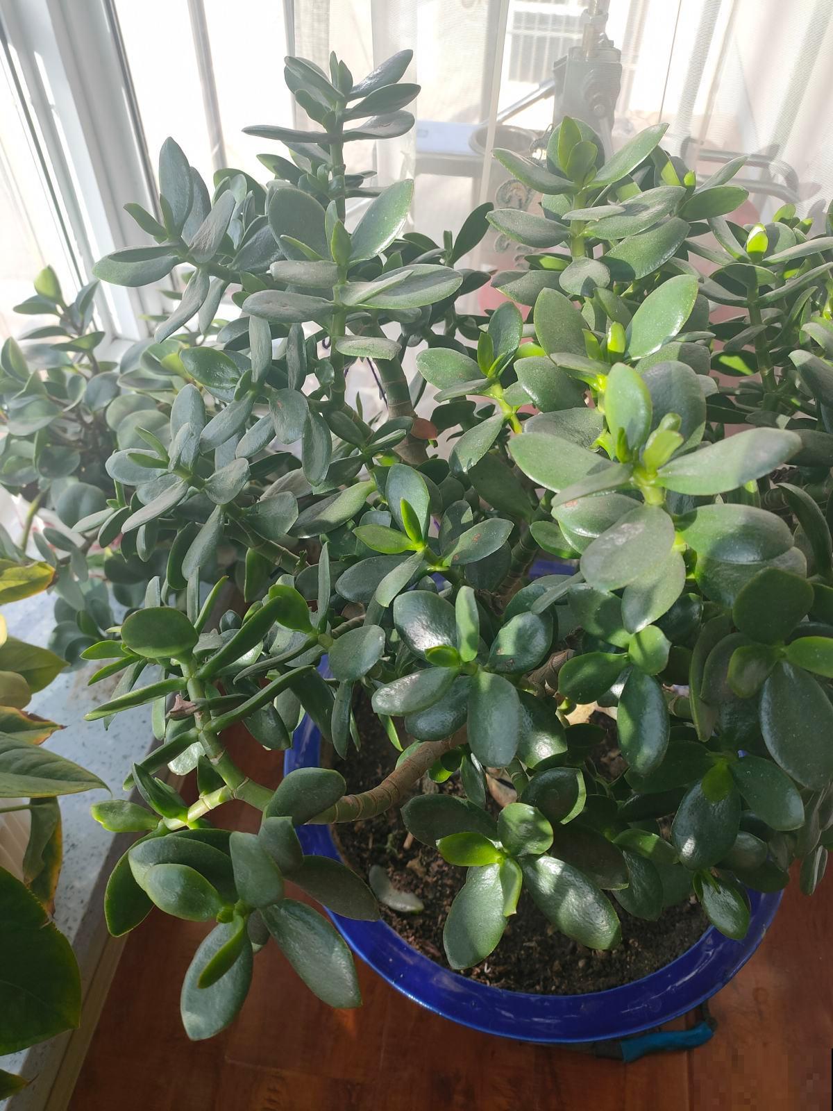 7种“富贵花”比人的寿命还长,养一盆在家里,成为传家宝 7种“富贵花”比人的寿命还长,养一盆在家里,成为传家宝