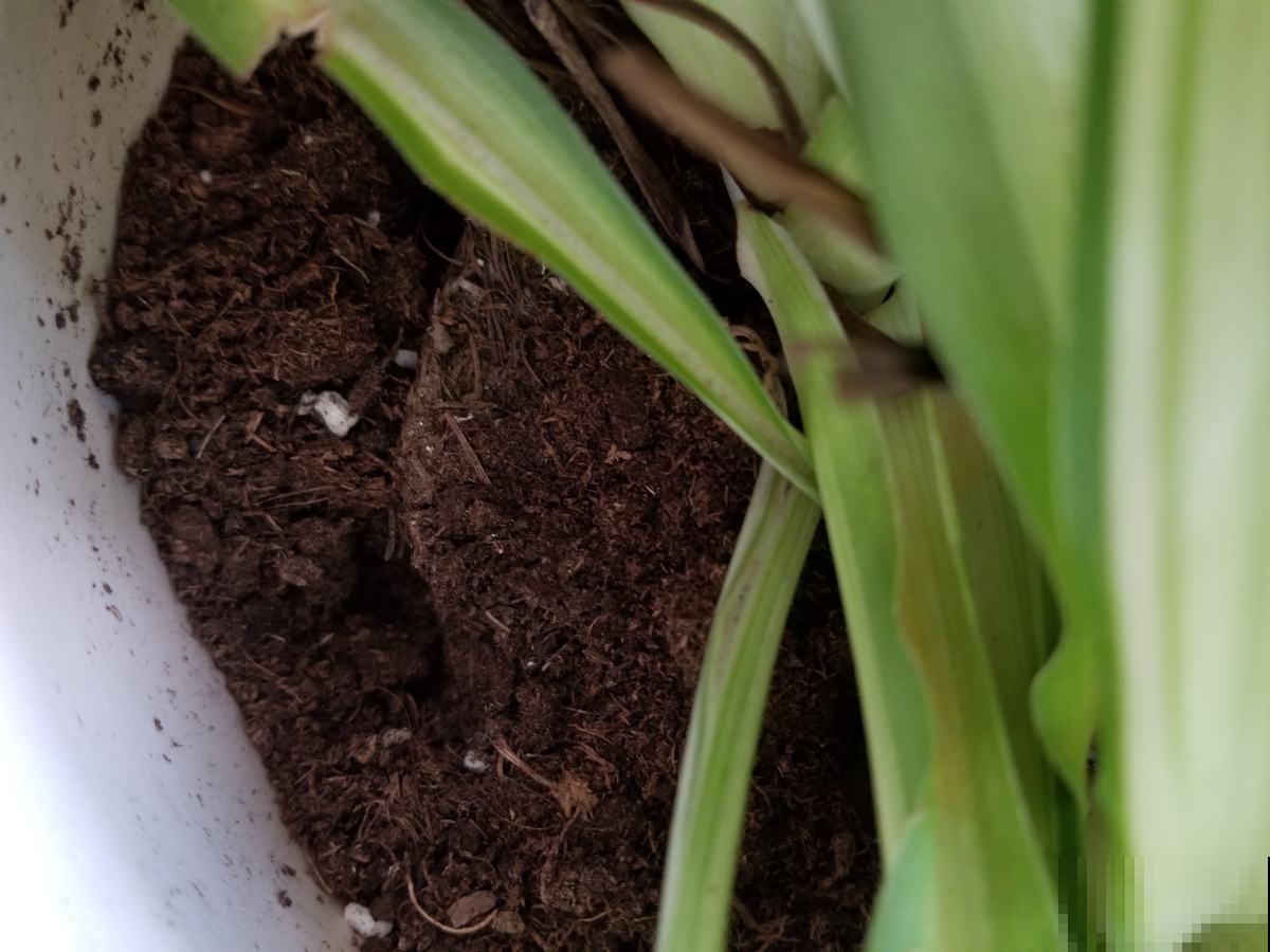 为啥明明浇水不多，但植物还是烂根了，看你踩这4个坑了没