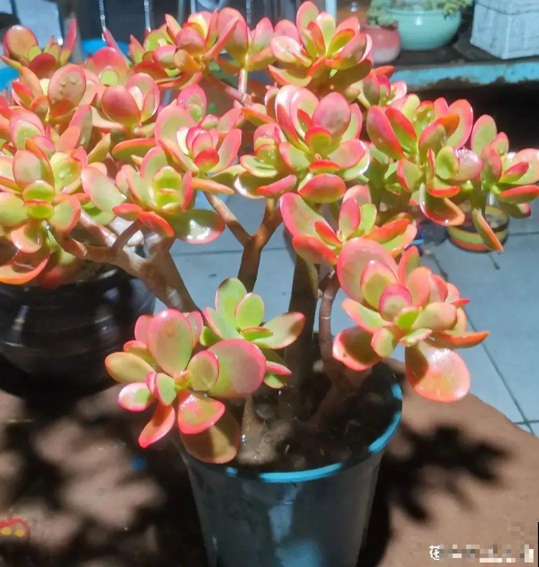 1种花俗称“摇钱树”，满盆长满小元宝，大吉大利，好看吉祥！