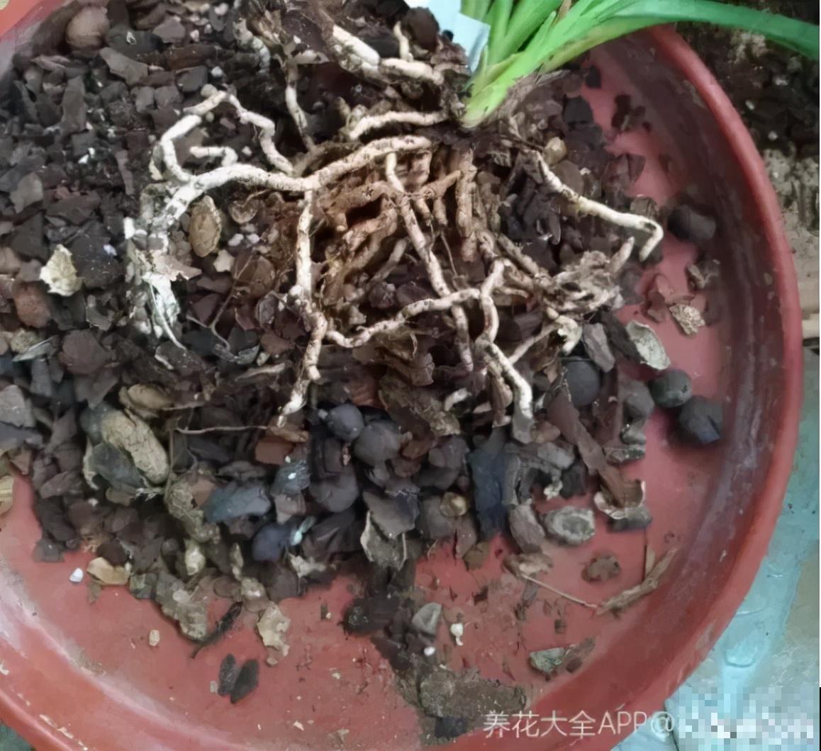 冬天养花注重养根,6个养根方法,学会很重要 冬天养花注重养根,6个养根方法,学会很重要