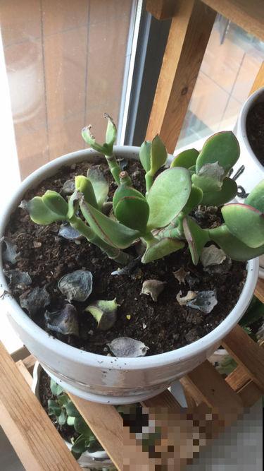 不用花钱买的3种花,去邻居家剪个枝,插在土里就能活 不用花钱买的3种花,去邻居家剪个枝,插在土里就能活