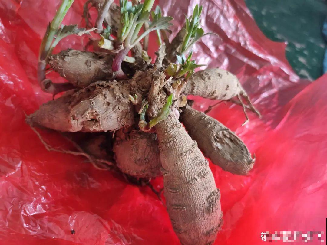 10种花,冬天要休眠,赶紧修剪防冻,才能安全越 10种花,冬天要休眠,赶紧修剪防冻,才能安全越