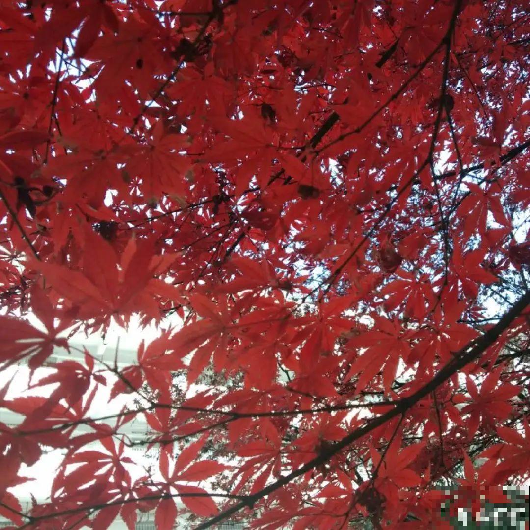 我有一个梦想，面朝大海，春暖花开