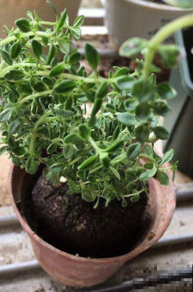 6种盆栽能吃,掐掉一节很快冒新芽,味道芳香营养丰富 6种盆栽能吃,掐掉一节很快冒新芽,味道芳香营养丰富