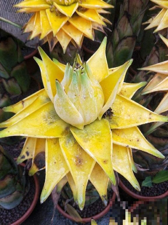 佛教的“五树六花”,养在家里很合适,有凝神静心效果 佛教的“五树六花”,养在家里很合适,有凝神静心效果