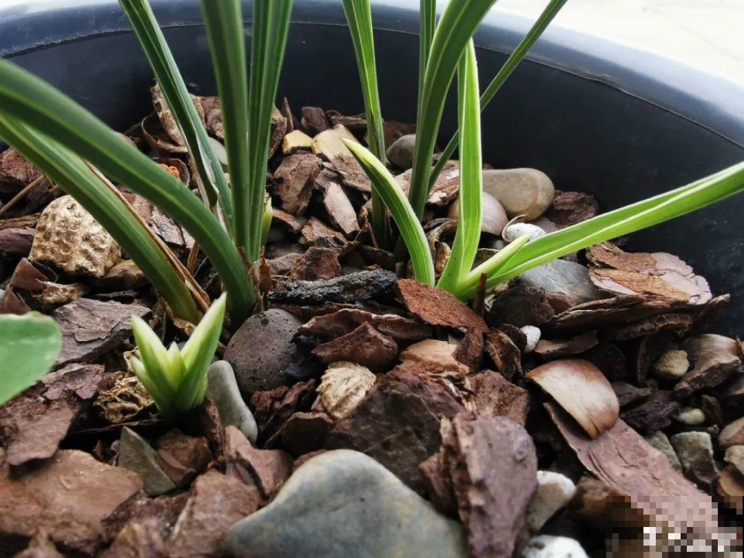 适合秋天养的12种花,耐阴又耐寒,秋冬长得更精神 适合秋天养的12种花,耐阴又耐寒,秋冬长得更精神