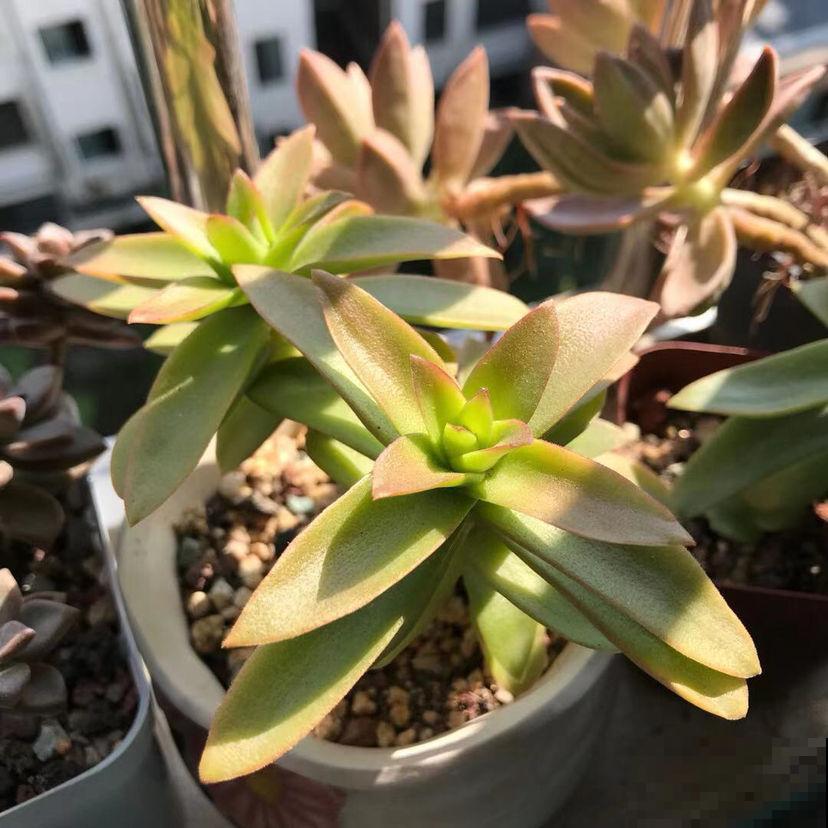 秋天的多肉还“瘦不拉几”,学会4个方法,多肉胖乎乎招人爱 秋天的多肉还“瘦不拉几”,学会4个方法,多肉胖乎乎招人爱