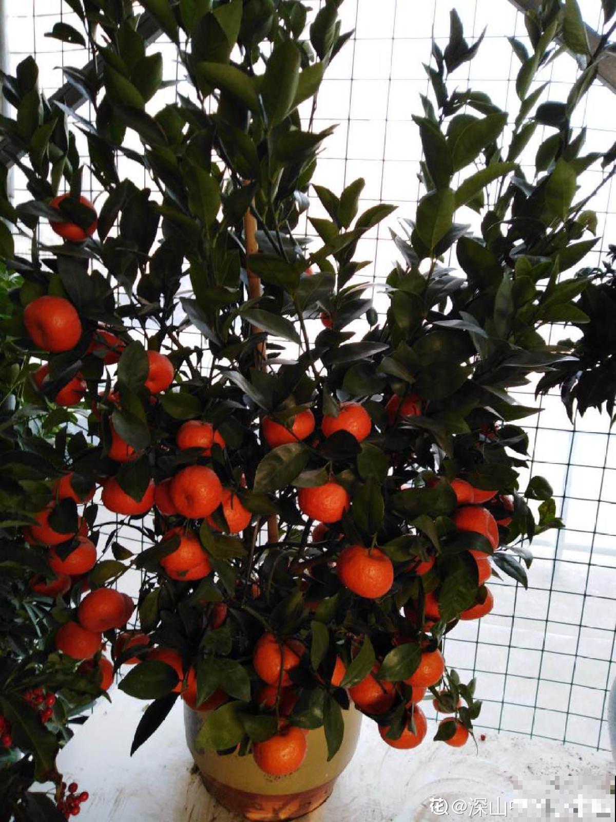 4种果树特旺宅，好看好养又好吃，还都是当季水果