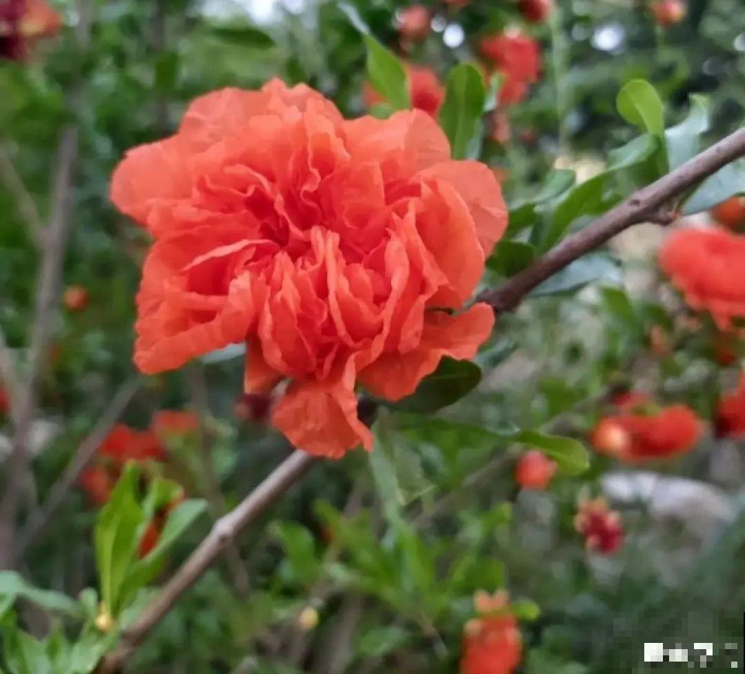 家里养8种“守家树”，红红火火特别旺运，镇宅好福气