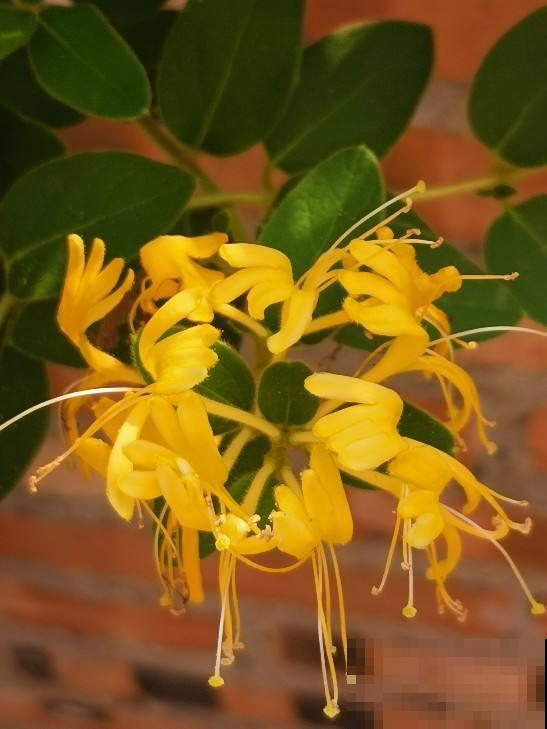 9种花，光照时间越短越容易爆盆，晒太久反而不开花