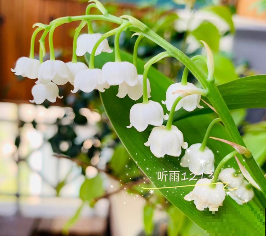 “一次性”的花，难怪怎么养都不再开花，开完就赶紧扔掉