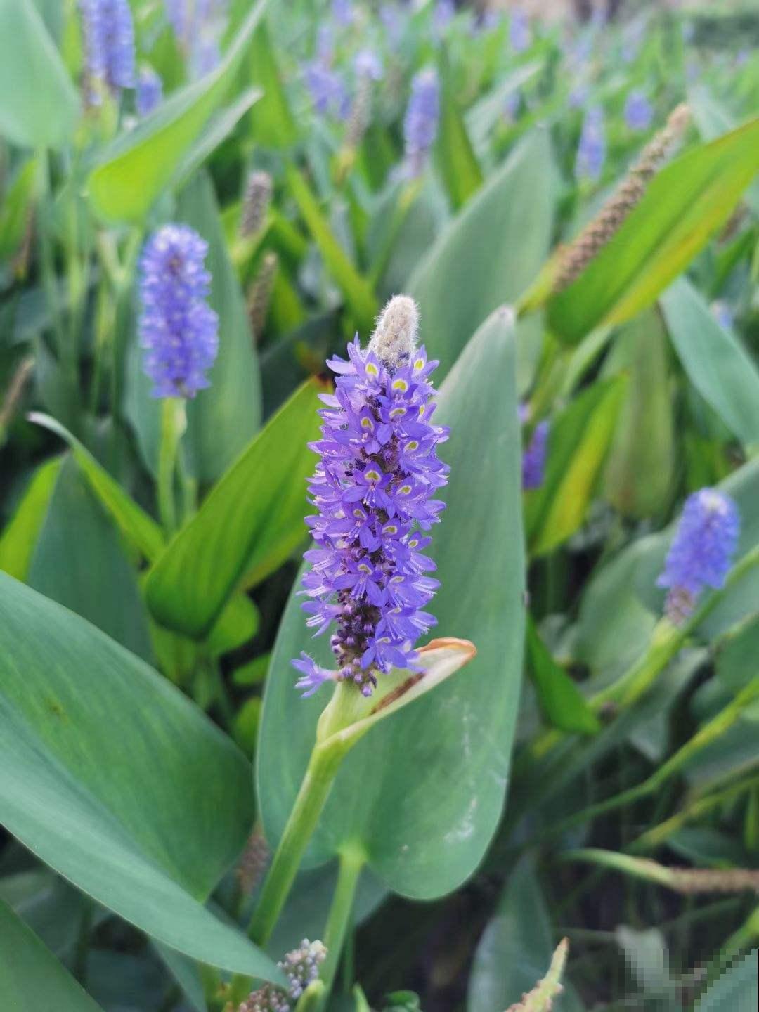 一种蓝紫色的花，神似薰衣草，它的真名没几个人知道