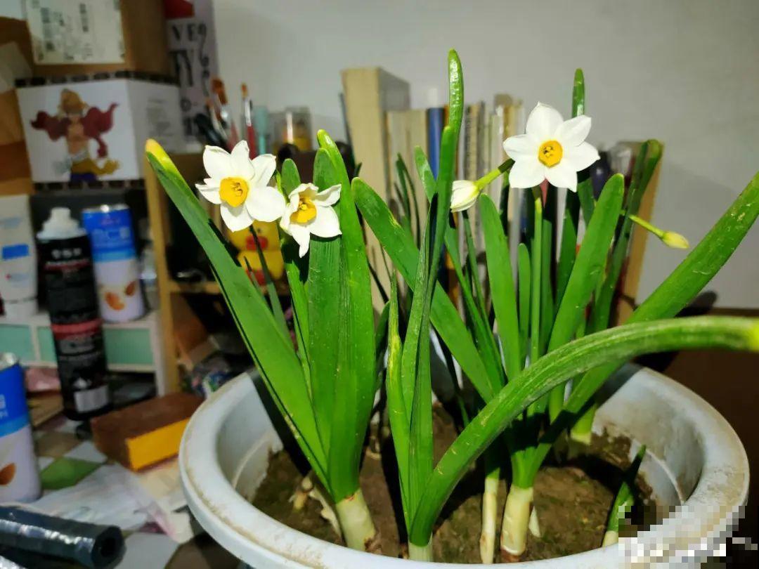 20种花，现在养正是开花好时候，再晚就过季了