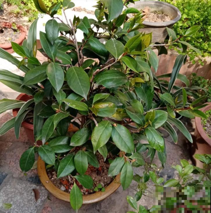 1种花特耐寒,冰天雪地也开花,颜色热闹火红 1种花特耐寒,冰天雪地也开花,颜色热闹火红