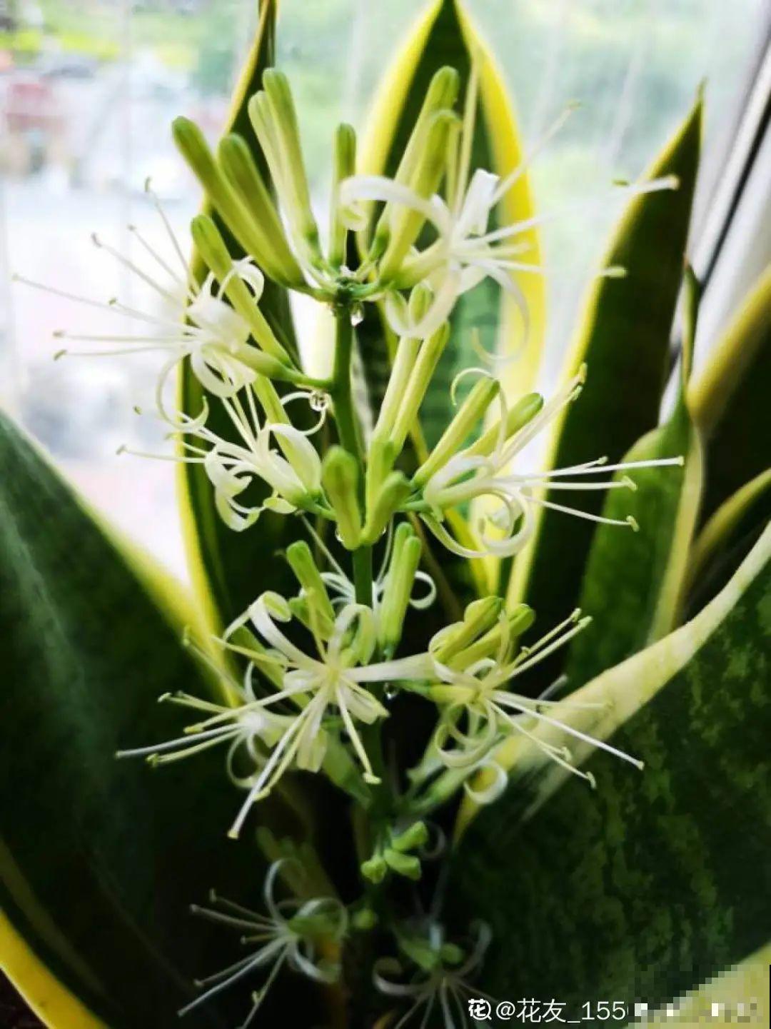 5种花，要是秋天不扦插，错过还得等1年！