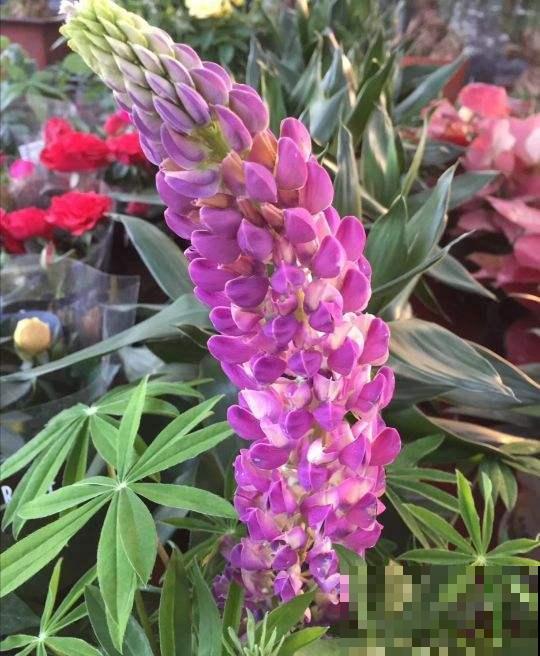 “一次性”的花，难怪怎么养都不再开花，开完就赶紧扔掉