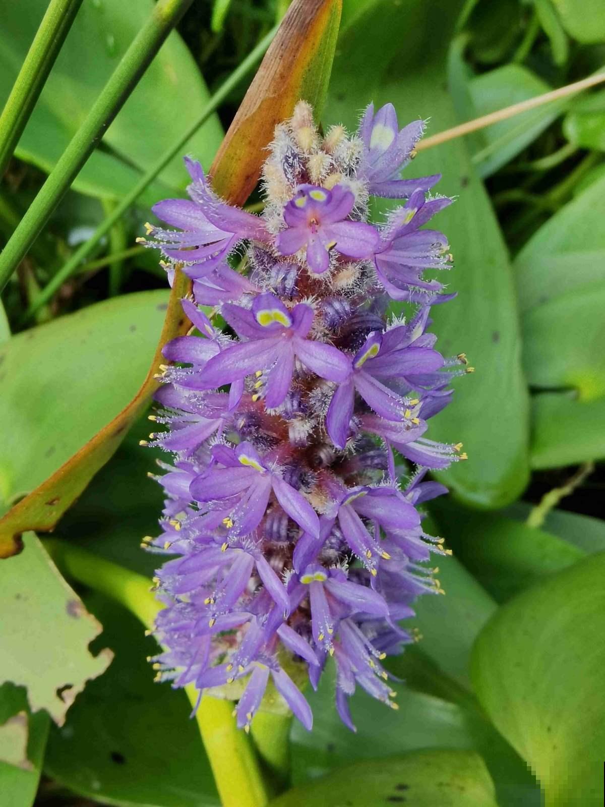 一种蓝紫色的花，神似薰衣草，它的真名没几个人知道