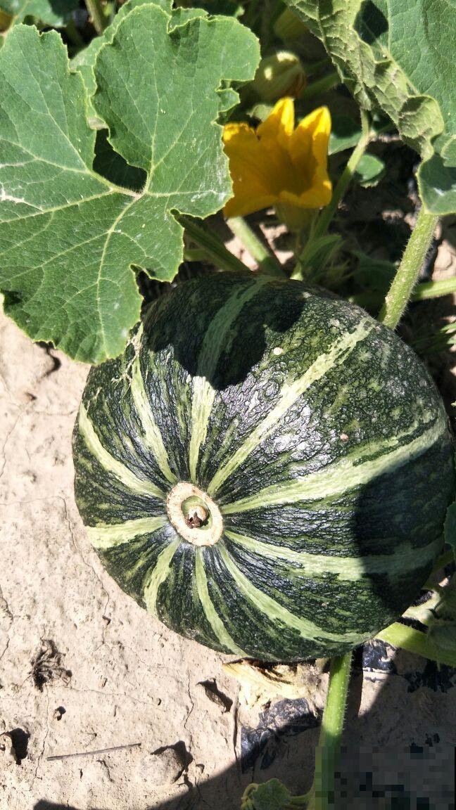 天气一凉，吃这6种蔬果特养人，关键是在家也能种