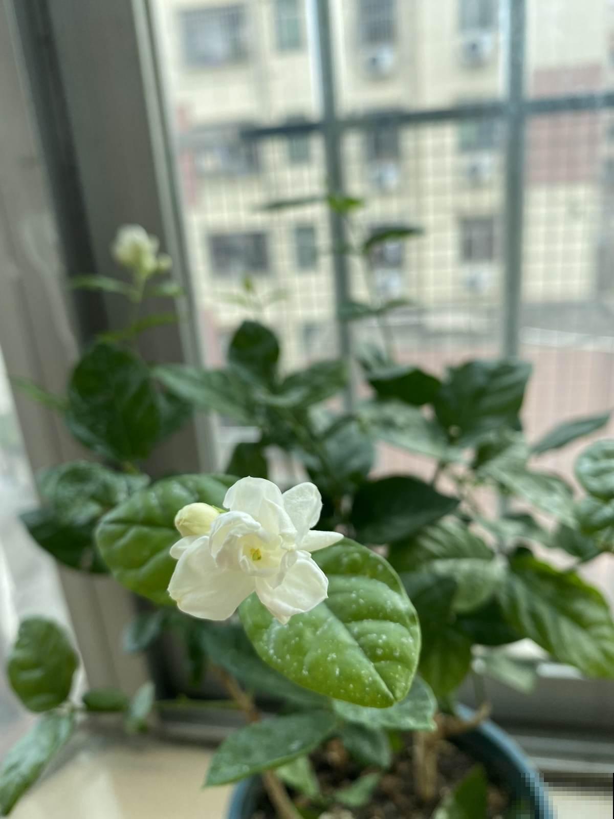 5种花现在别换盆,掉花落叶没商量,一不小心只剩光盆 5种花现在别换盆,掉花落叶没商量,一不小心只剩光盆