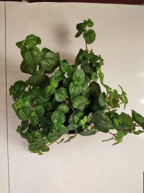 辛苦养的花，都让老公抽烟给“霍霍”了，真是没少吵架